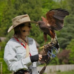 Birds3
