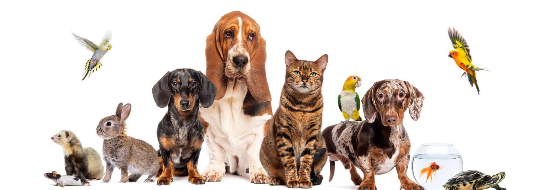 Paws-itively Big Hit with Pet Week