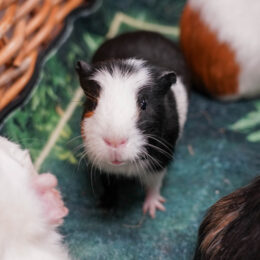 AnimalDay 12