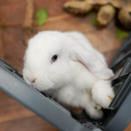 AnimalDay 14
