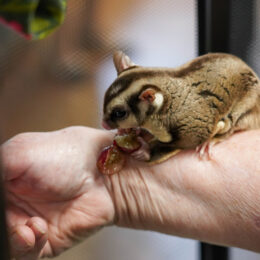 AnimalDay 22